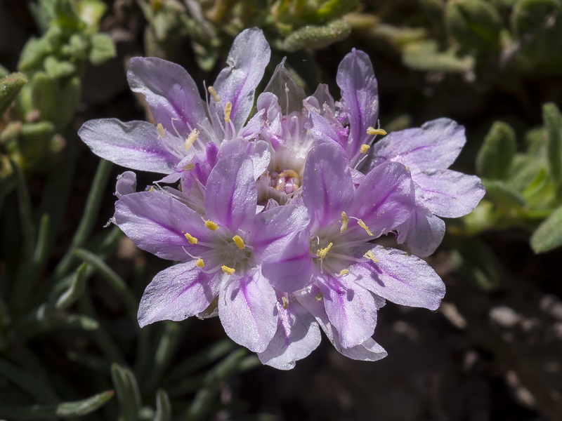 Armeria filicaulis trevenqueana.29