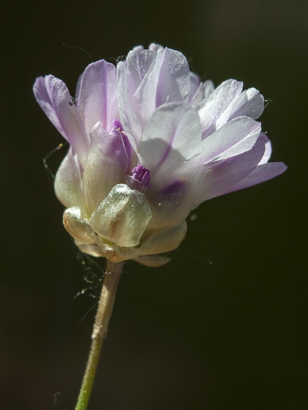 Armeria filicaulis trevenqueana.31