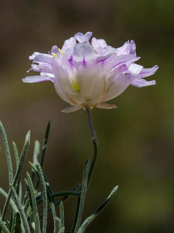 Armeria filicaulis trevenqueana.32