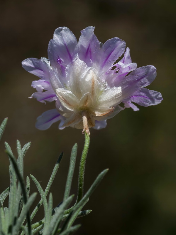 Armeria filicaulis trevenqueana.34