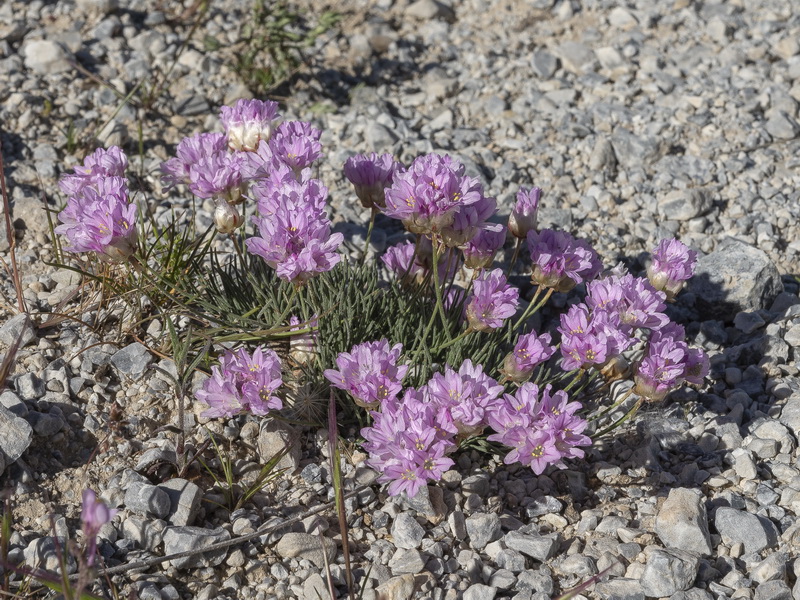 Armeria filicaulis trevenqueana.36