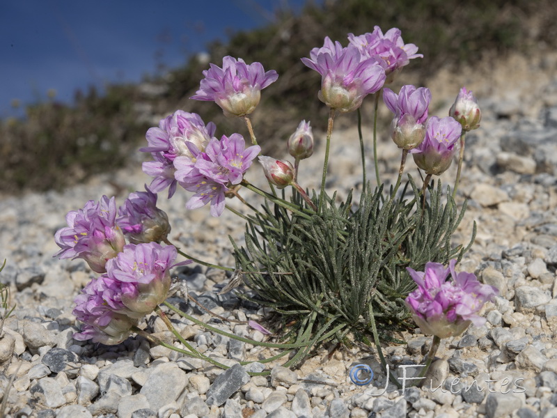 Armeria filicaulis trevenqueana.40