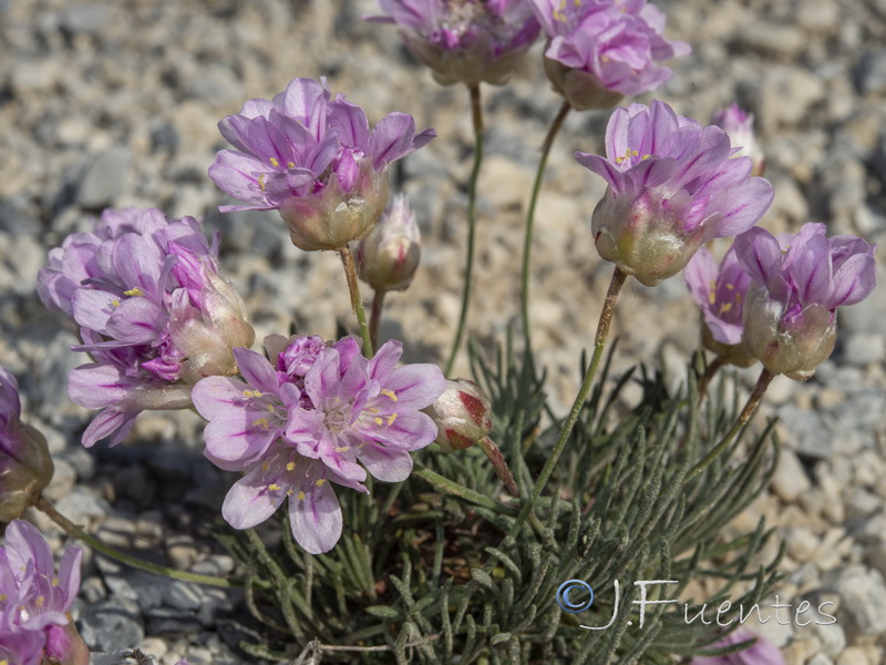 Armeria filicaulis trevenqueana.41