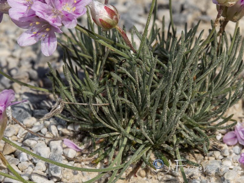 Armeria filicaulis trevenqueana.44