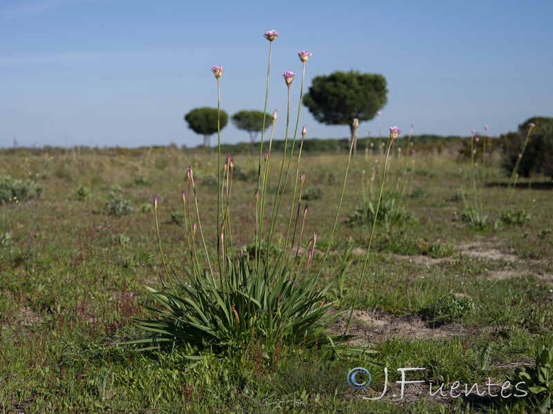 Armeria gaditana.17