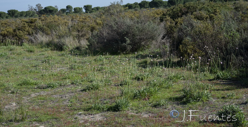 Armeria gaditana.18