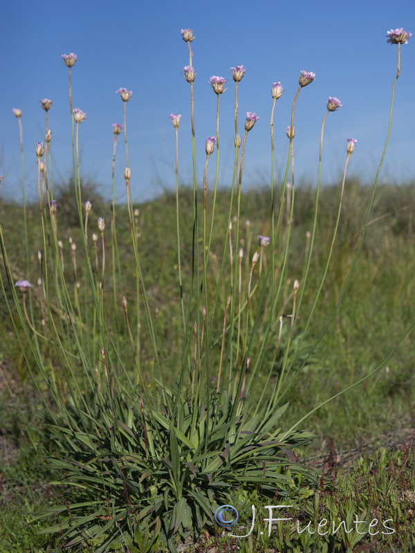 Armeria gaditana.20