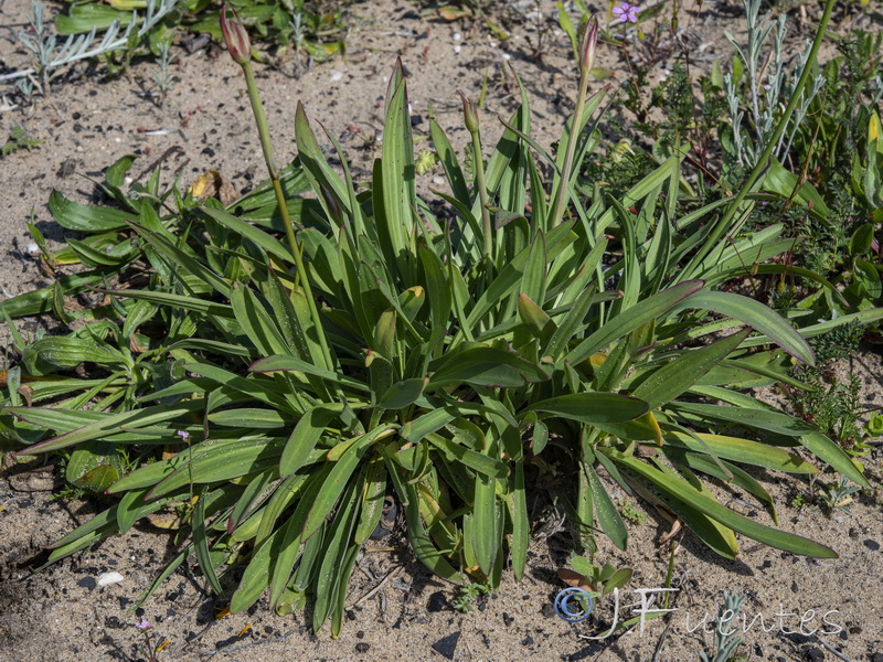 Armeria gaditana.22