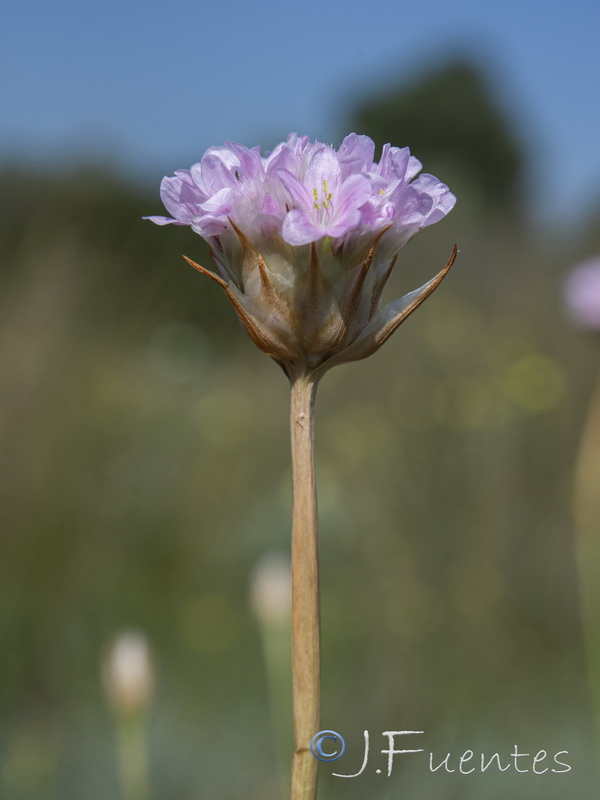 Armeria gaditana.27