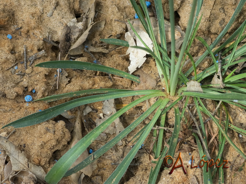 Armeria genesiana genesiana.02