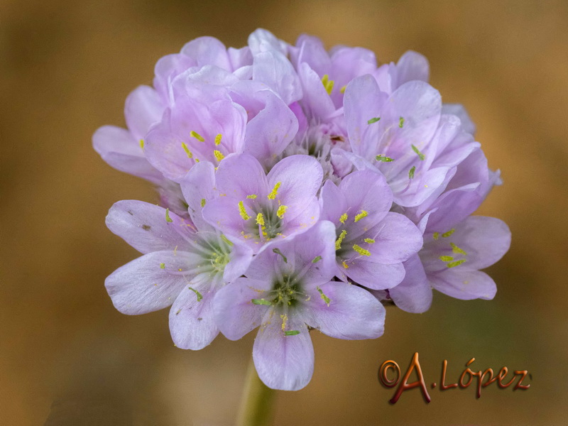 Armeria genesiana genesiana.04