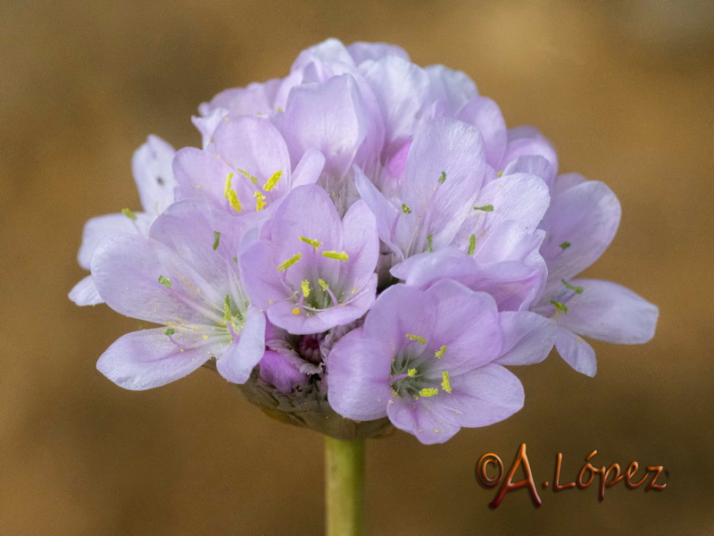 Armeria genesiana genesiana.05