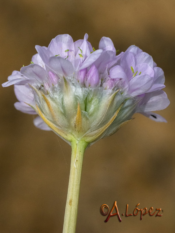 Armeria genesiana genesiana.06