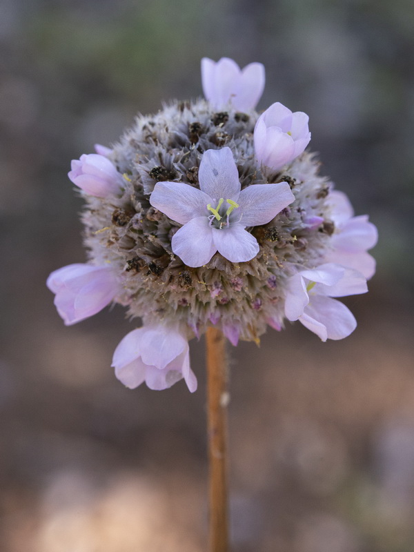 Armeria genesiana genesiana.13