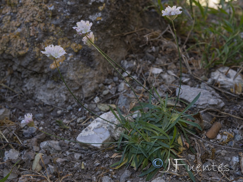 Armeria grajoana.02