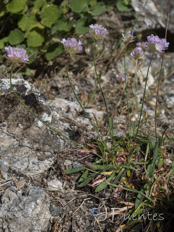 Armeria grajoana.03