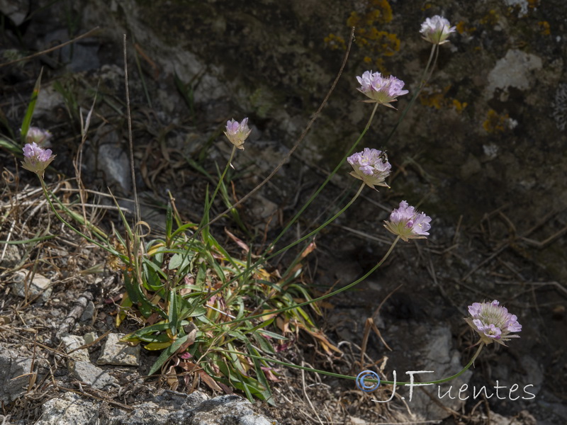 Armeria grajoana.04