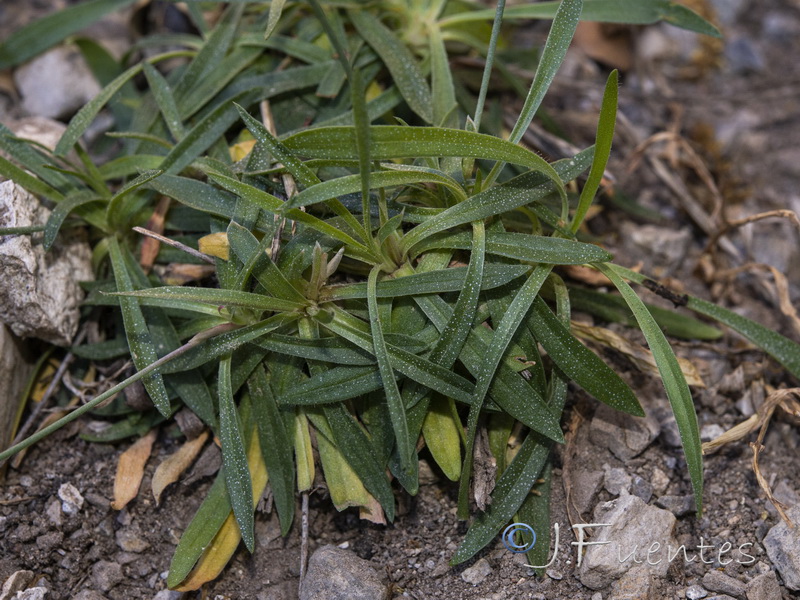 Armeria grajoana.05