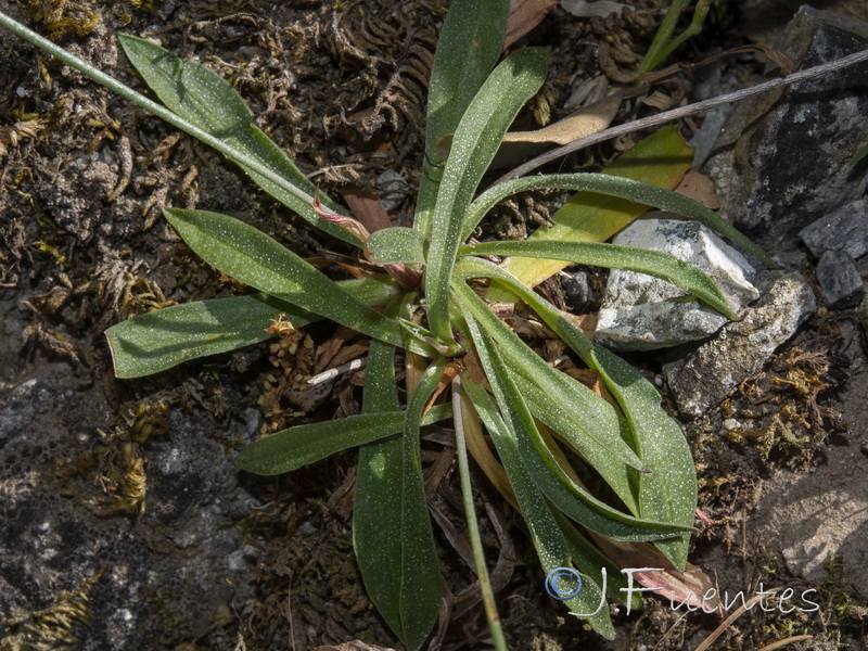 Armeria grajoana.06