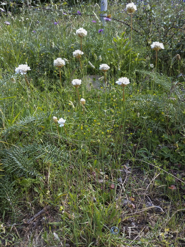 Armeria hirta.01