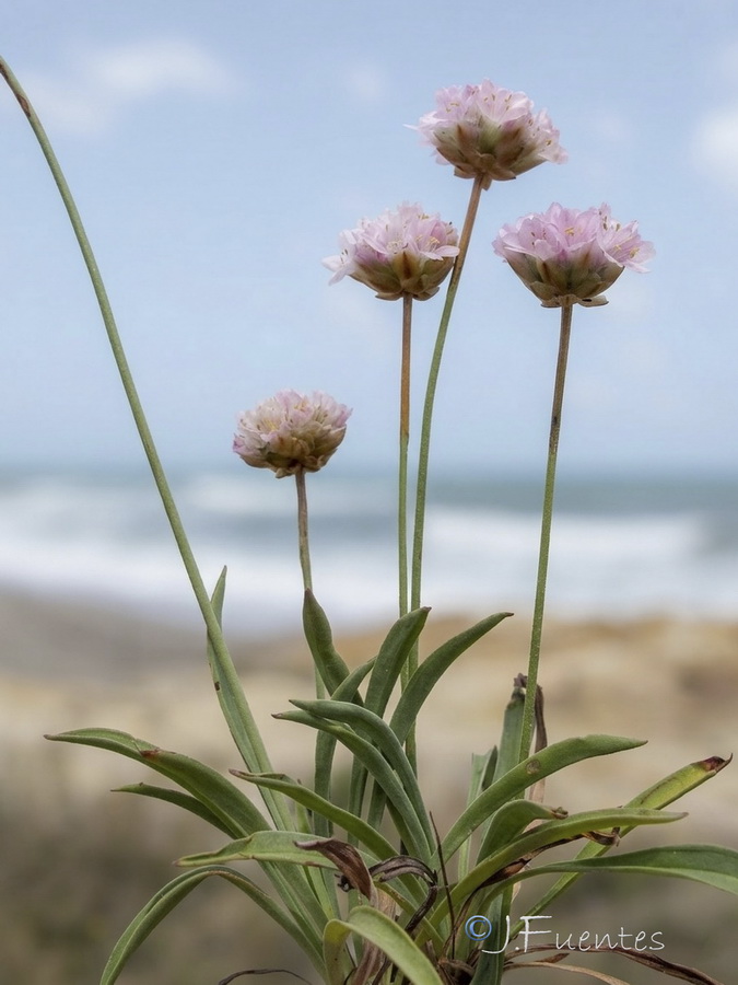 Armeria hirta.03b