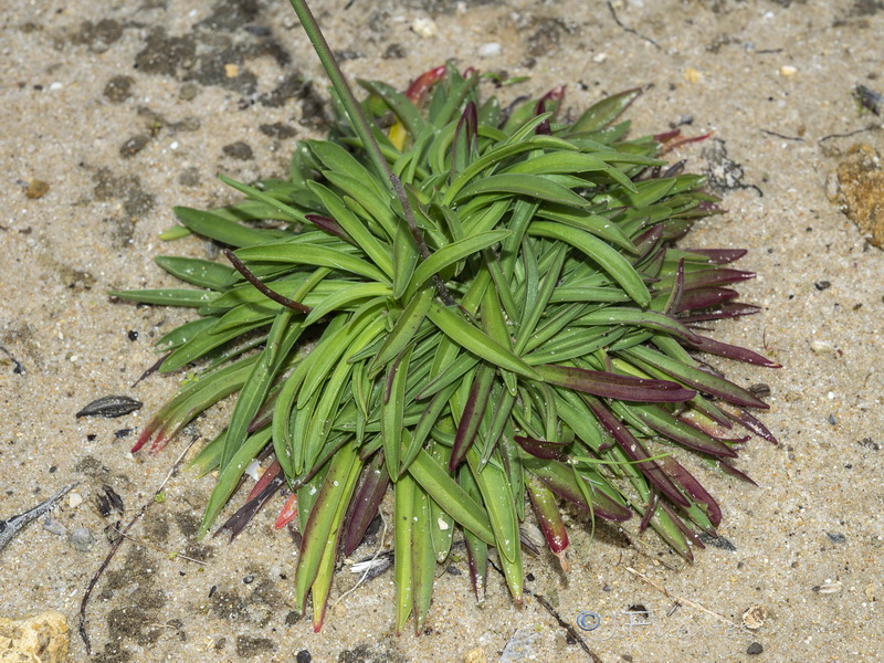 Armeria hirta.08