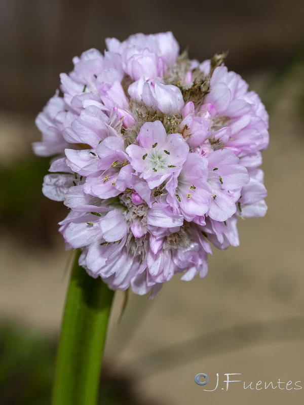 Armeria hirta.11