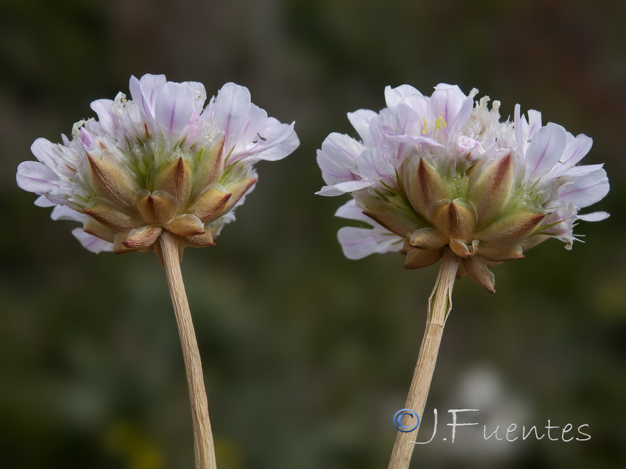 Armeria hirta.15