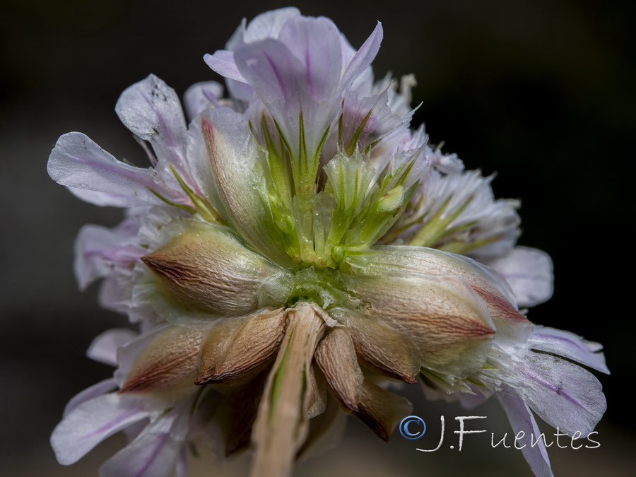 Armeria hirta.16