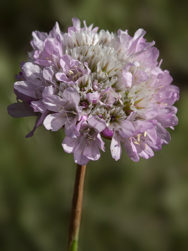 Armeria hirta.20