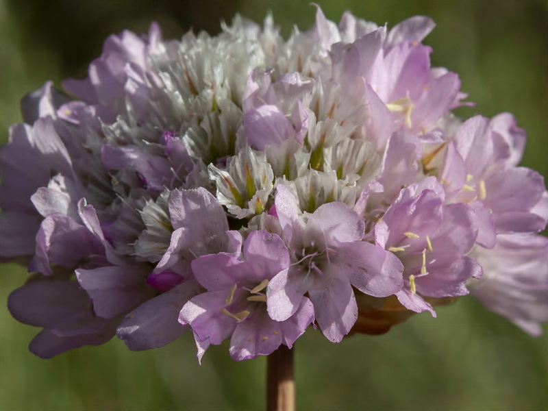 Armeria hirta.24