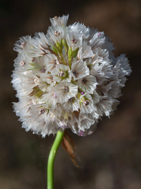 Armeria hirta.26