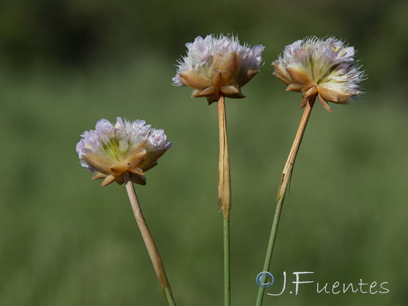 Armeria hirta.36