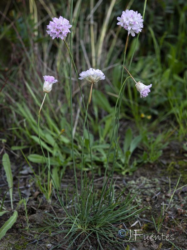 Armeria hispalensis.01
