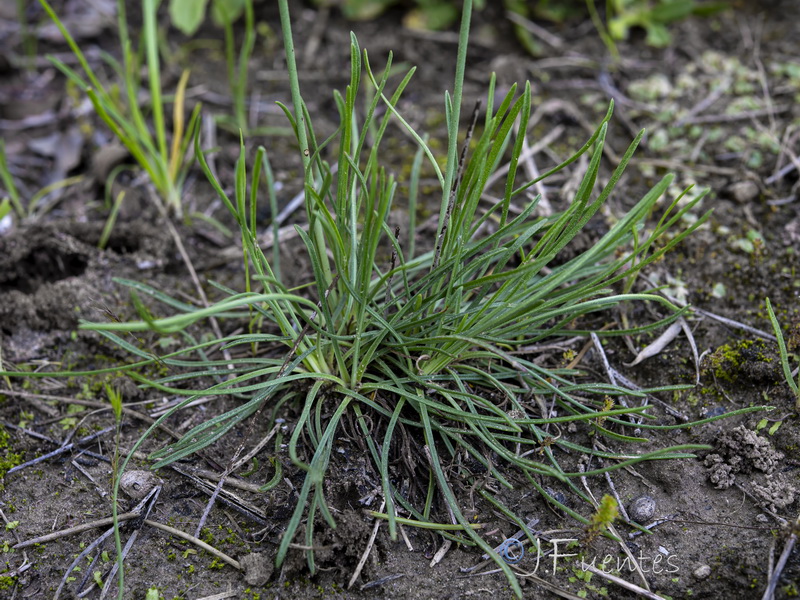 Armeria hispalensis.02