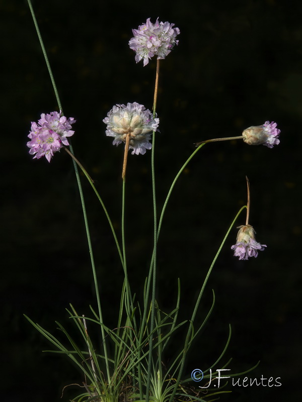 Armeria hispalensis.03