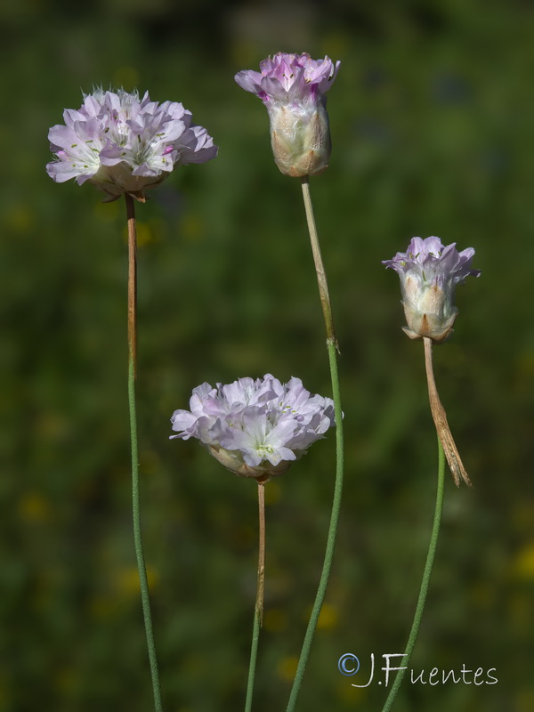 Armeria hispalensis.05