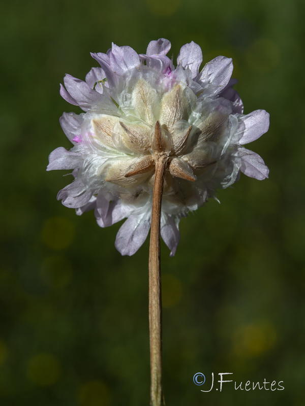 Armeria hispalensis.07