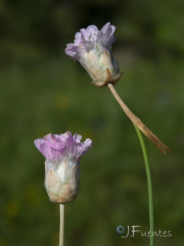Armeria hispalensis.08