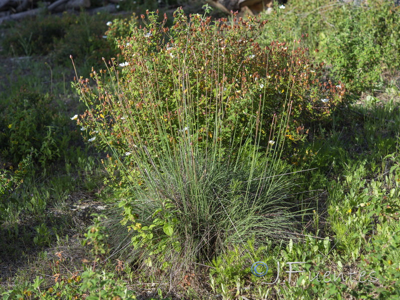 Armeria macrophylla.01