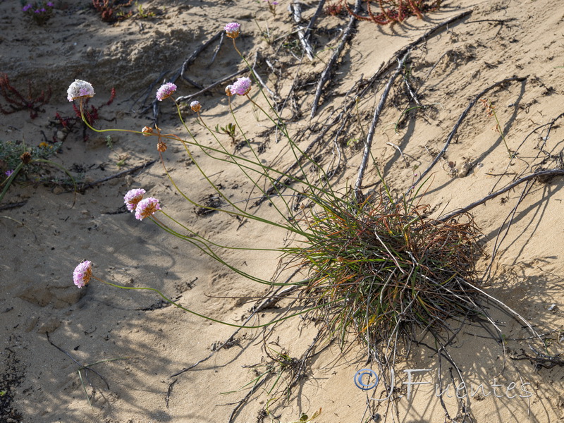 Armeria macrophylla.07