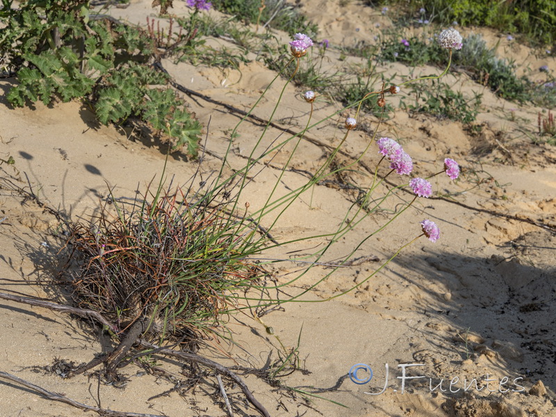 Armeria macrophylla.08