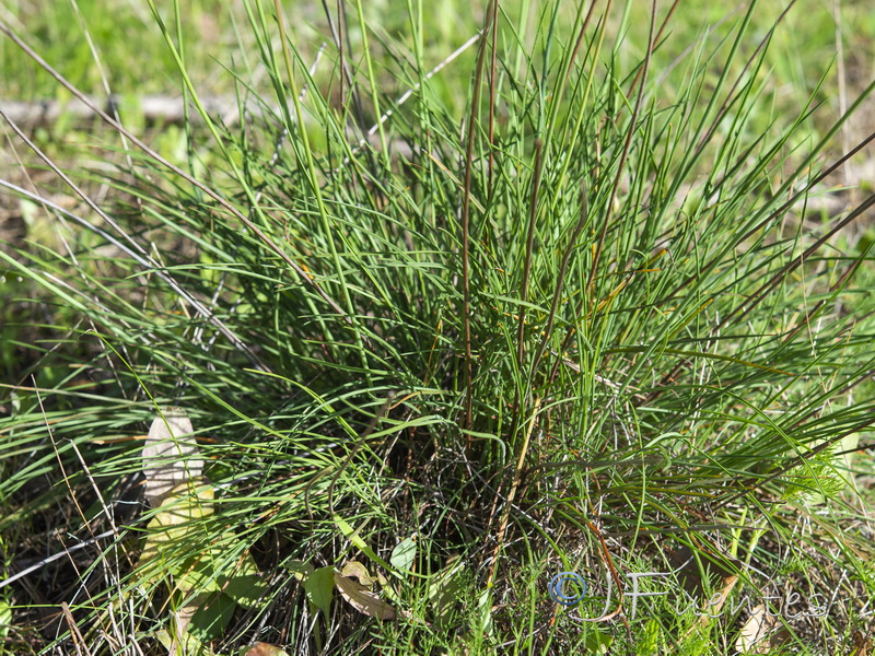 Armeria macrophylla.09