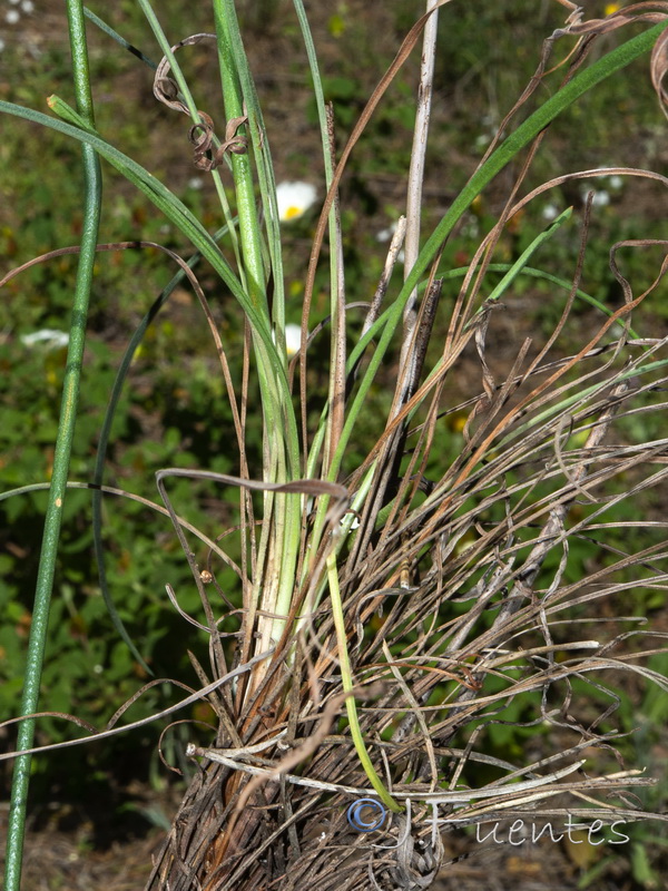 Armeria macrophylla.10