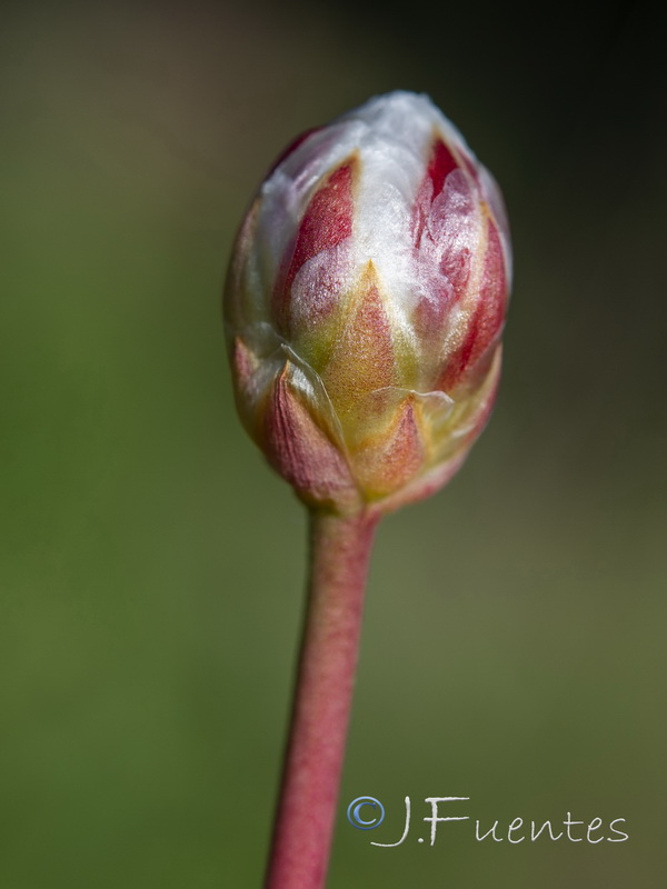 Armeria macrophylla.11