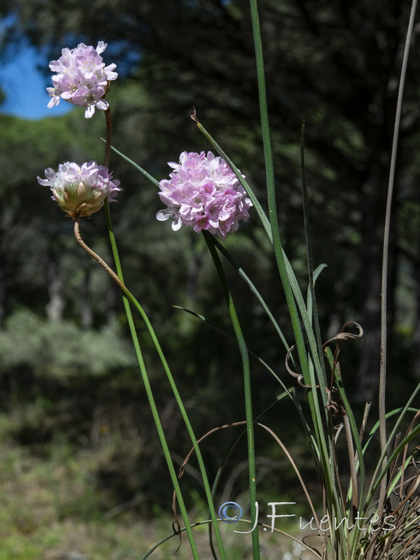 Armeria macrophylla.12