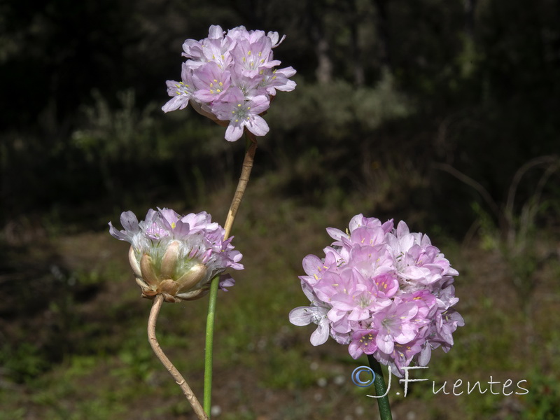 Armeria macrophylla.13