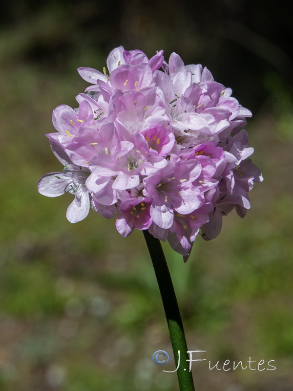 Armeria macrophylla.14