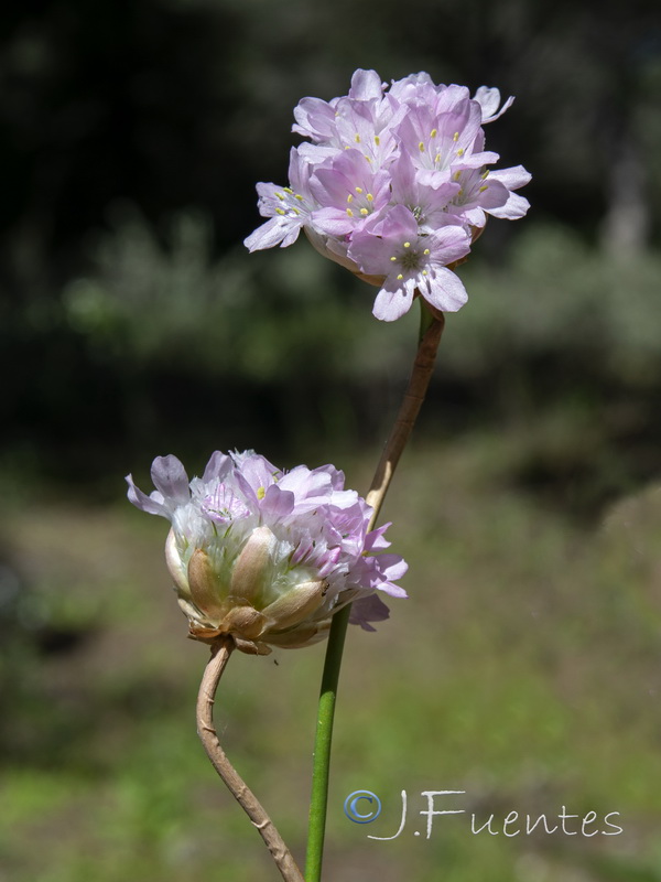 Armeria macrophylla.15