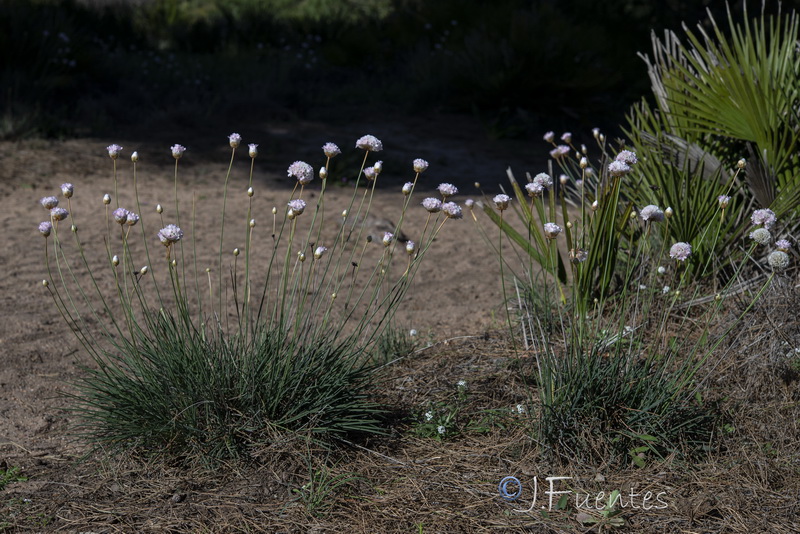 Armeria macrophylla.01